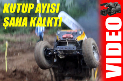Şaha kalkan Kutup Ayısı
